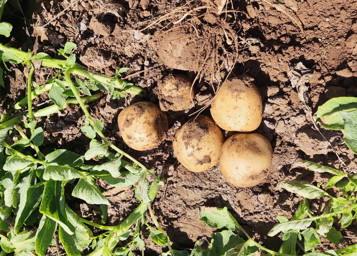 Post harvest potatoes