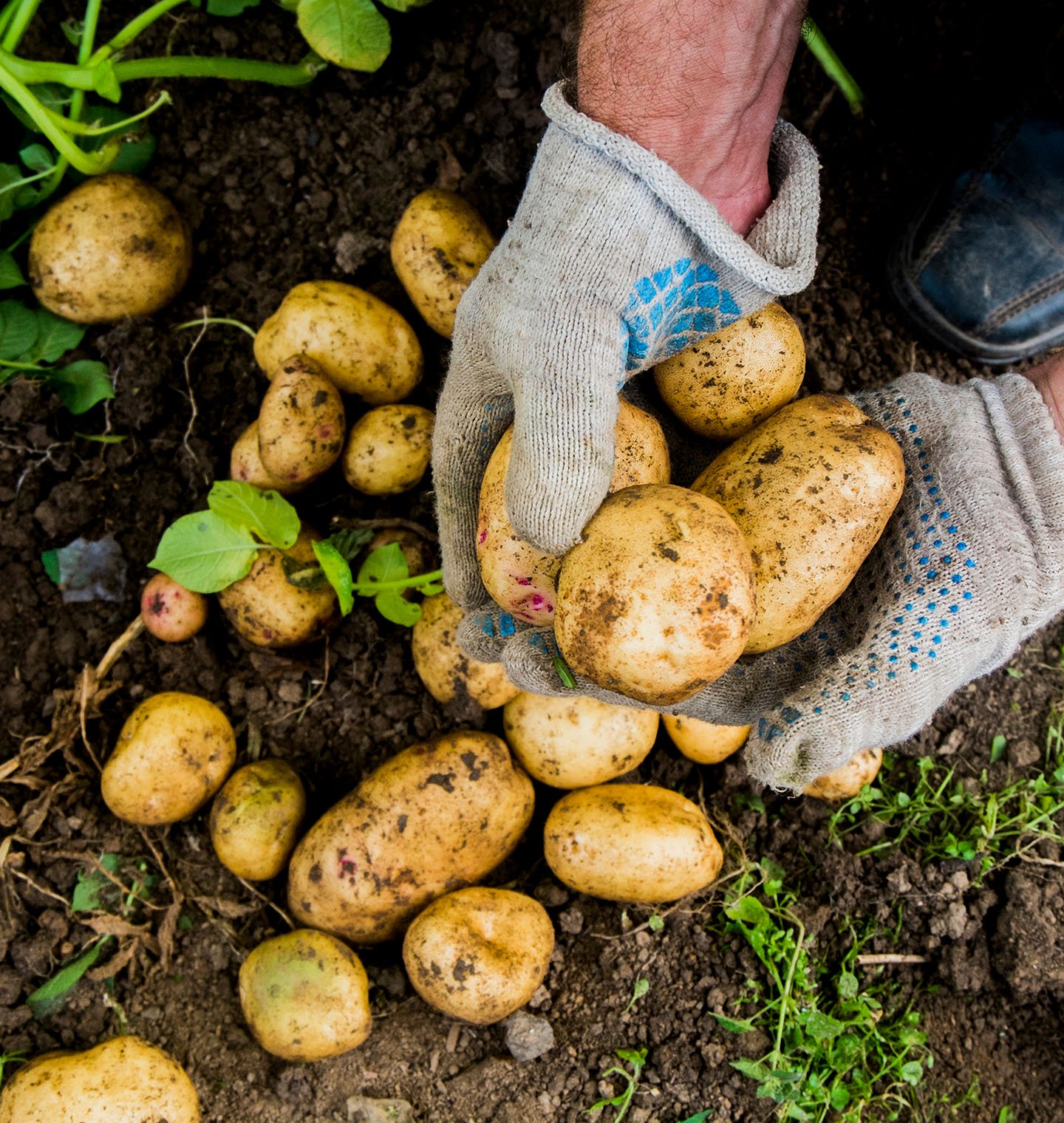 hands-holding-potatoes